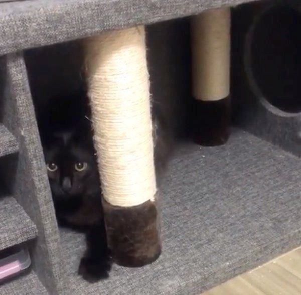 爪をとぐノルウェージャンフォレストキャット