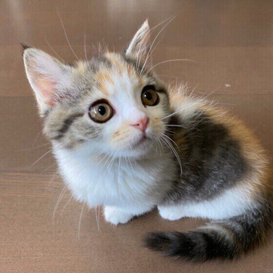 マンチカンのメルちゃん