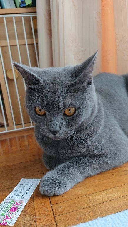 ねこのきもちWEB MAGAZINE ねこの日企画「MEN'S CAT」