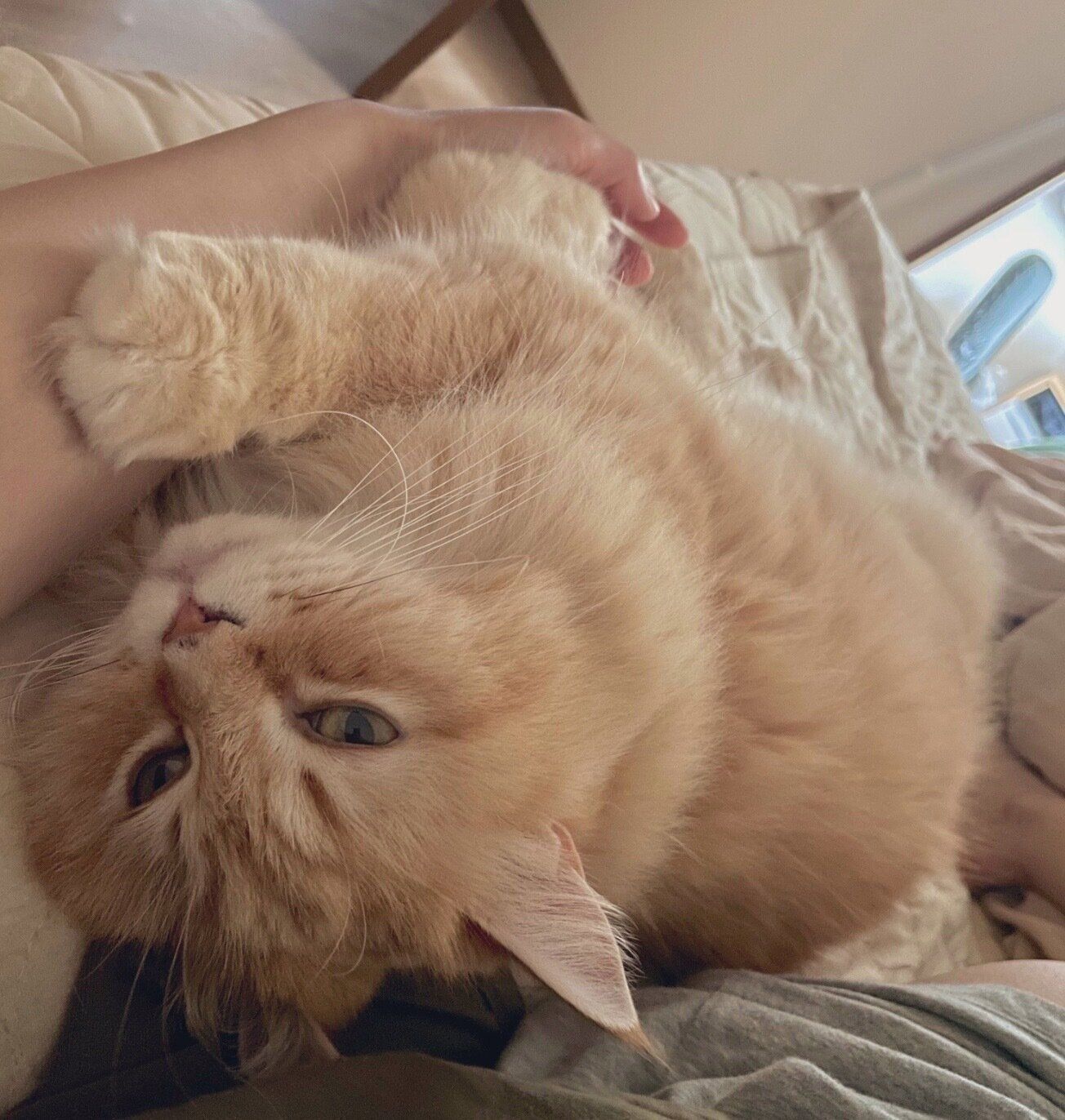 甘えるししまるくん