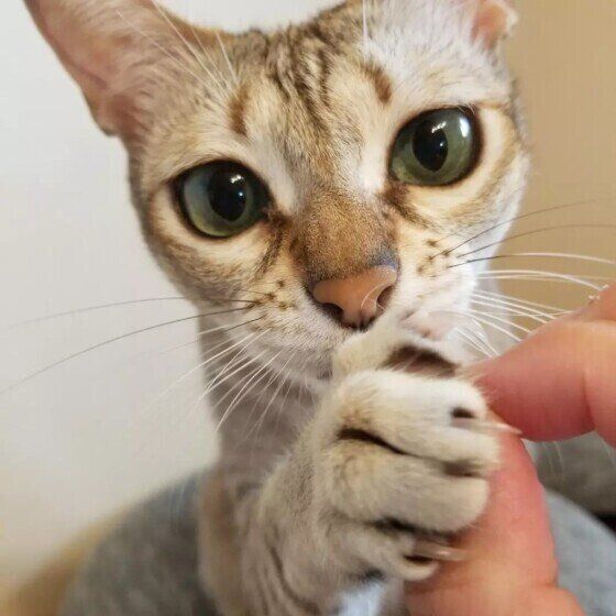 シンガプーラのかえでちゃん