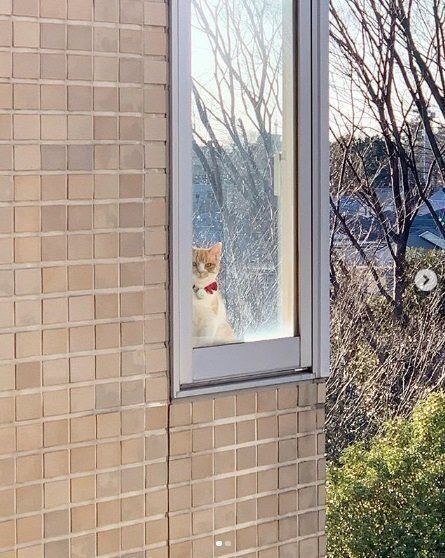 窓越しに見送る猫