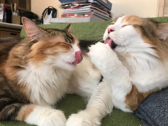 手を舐めてる猫とぺろっとしている猫