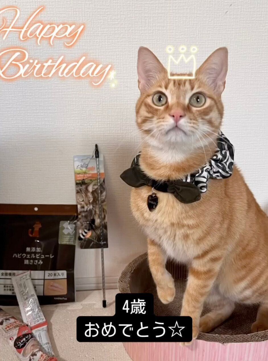 4才の誕生日を迎えた虎吉くん。