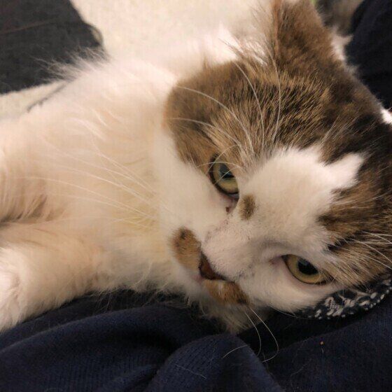 ラガマフィンのRoi♂