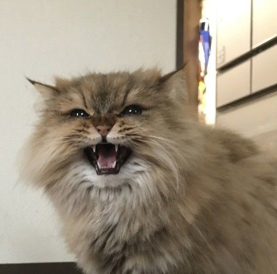 見つめるペルシャ