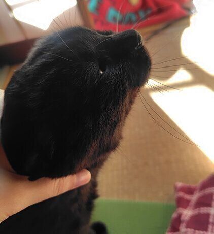 うずらの耳マッサージ