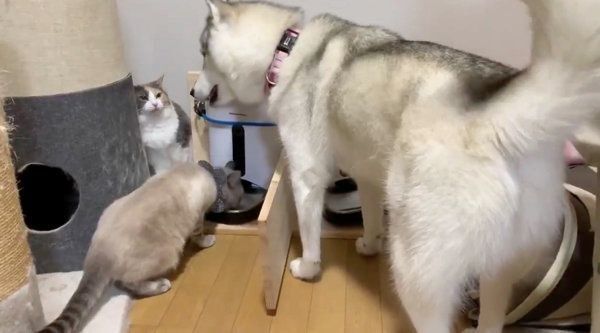 シベリアン・ハスキーのユキちゃんと猫たち