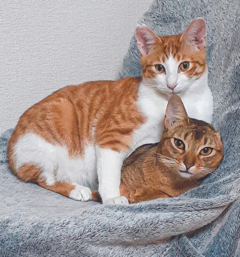 写真提供／猫の屋　おでん