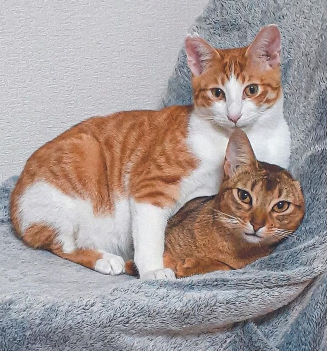 迎えるのは保護猫じゃなきゃだめ 猫カフェオーナーの猫への フラットな目線 ねこのきもちweb Magazine 迎えるのは保護猫じゃなきゃだめ 猫カフェオーナーの猫への フラットな目線 ねこのきもちweb Magazine