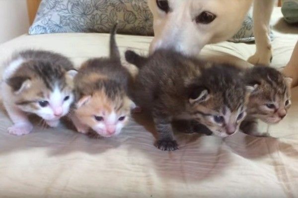 子猫をお世話するワンコ