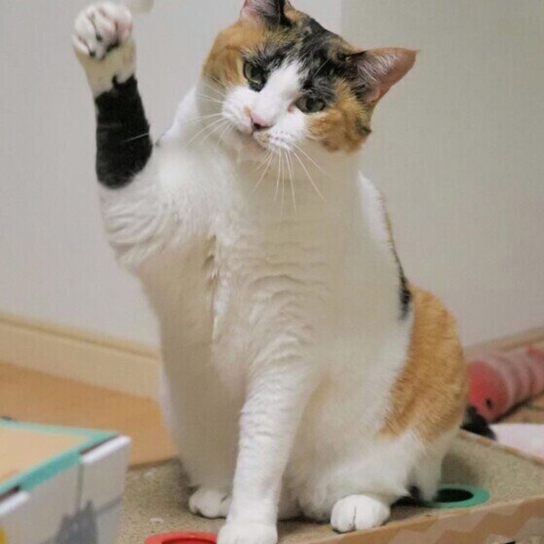 猫パンチはネズミを気絶させる威力がある 猫がパンチする 理由を解説 ねこのきもちweb Magazine 猫パンチはネズミを気絶させる威力がある 猫がパンチする 理由を解説 ねこのきもちweb Magazine