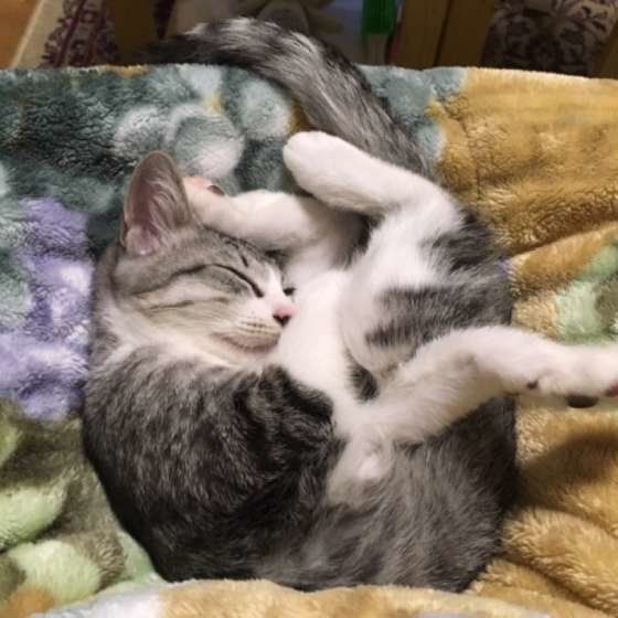 丸くなるサバトラ