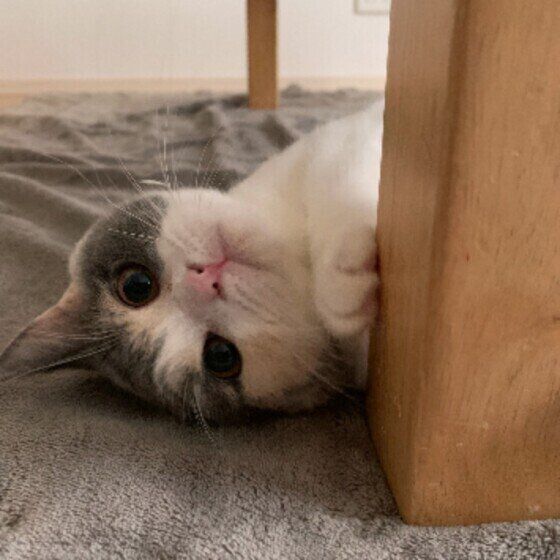 見つめるブリティッシュショートヘア