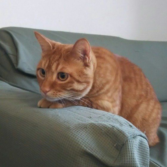 向こうが気になる猫