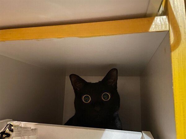 隠れるアビーちゃん