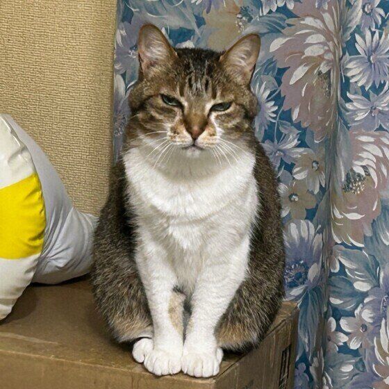 MIXキジトラのチョビちゃん