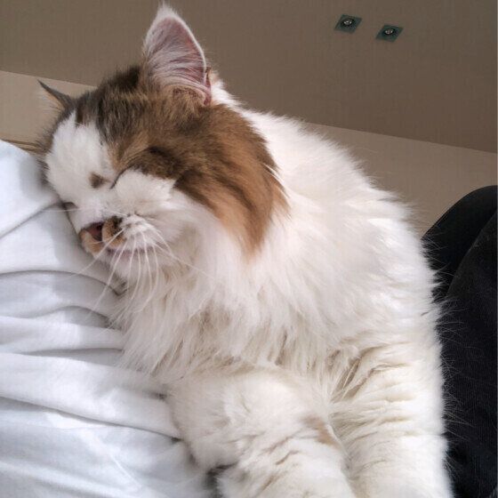 ひざにのりたくて頭突きするロアくん