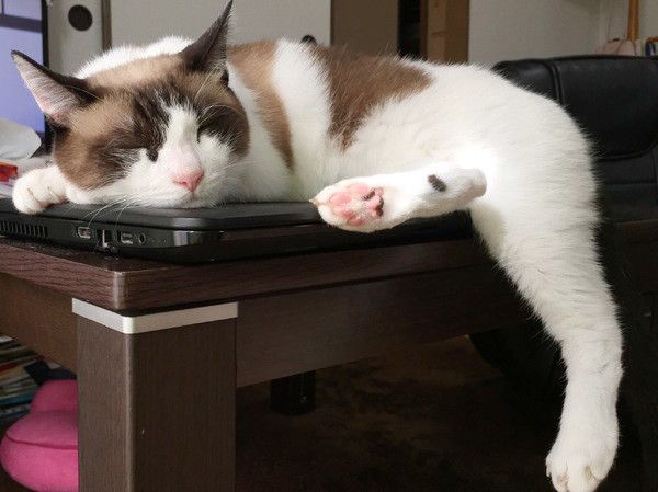 パソコンに乗る猫