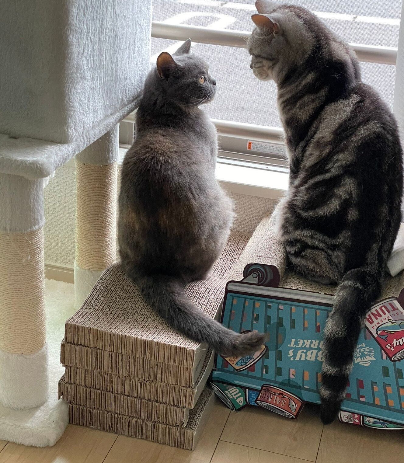 見つめ合うグクちゃん、先住猫・ごままるくん