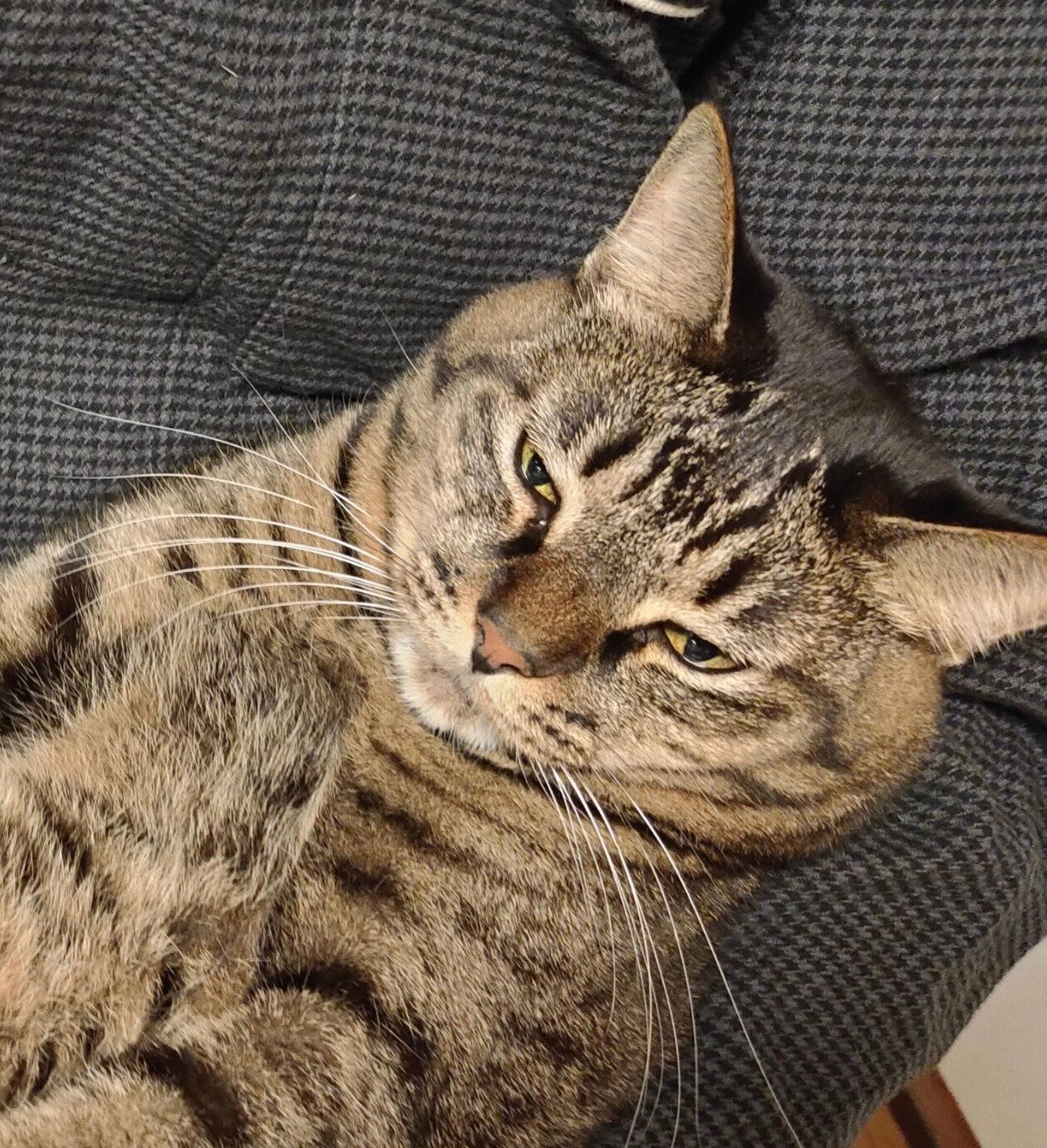 抱っこされるコイモちゃん