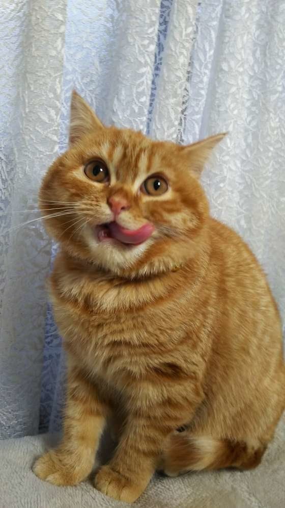 舌をぺろり、スコティッシュフォールドのモモ