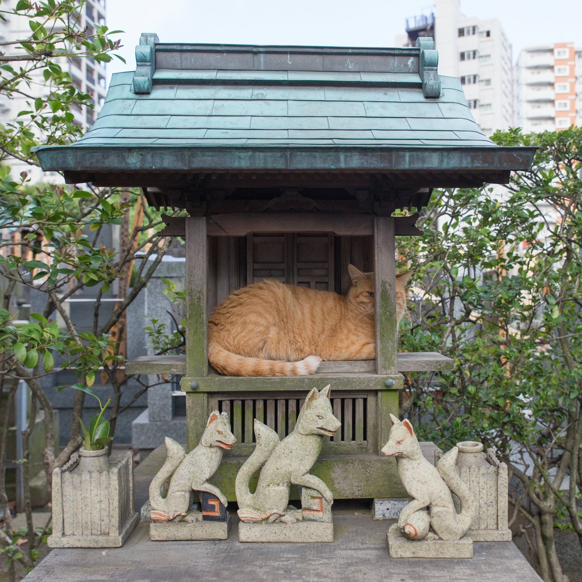 顔は写りたくない