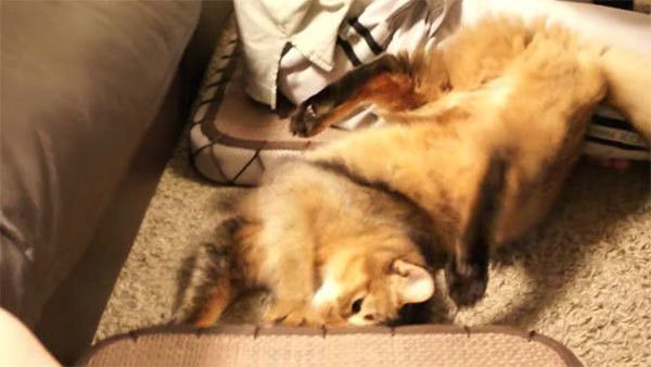 ソファから落ちる猫