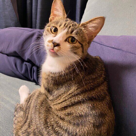 舌を出すキジトラ