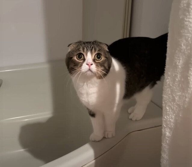 バスルームに来たぽこ太郎くん