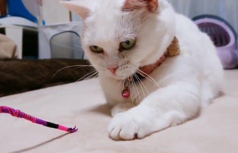 白いマンチカン