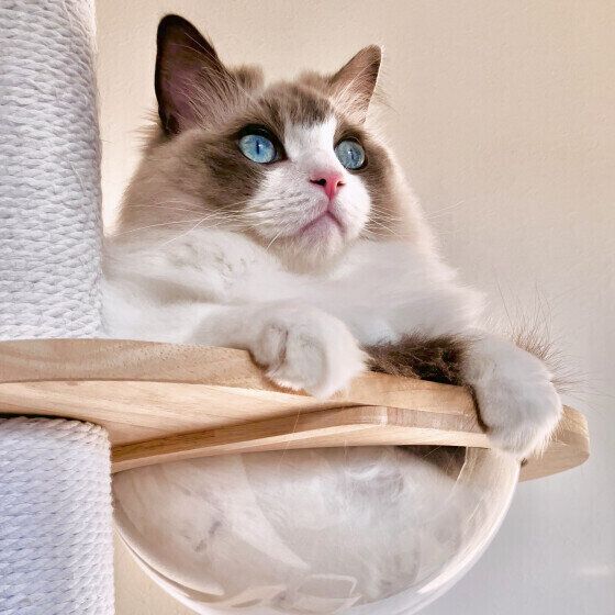 ラグドールのめるもくん