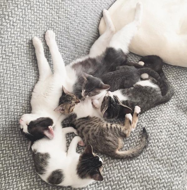 すくすく成長する猫4兄妹