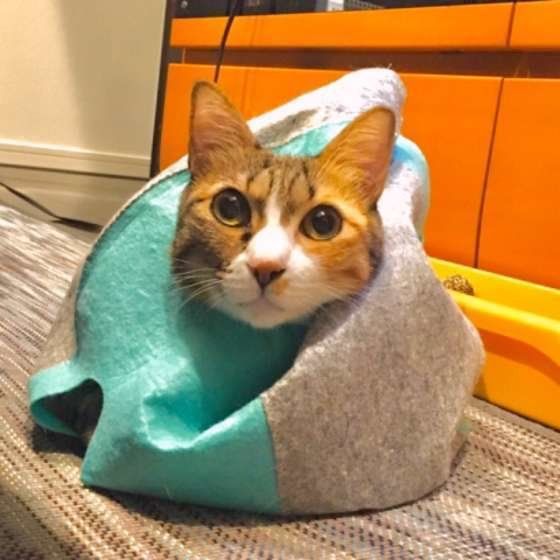 顔を出すあめちゃん