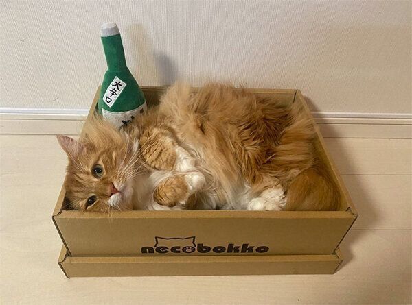 酔いどれ姿」も見られる!? 猫ウケ最強なアイテムを詰め込んだ「ギフト