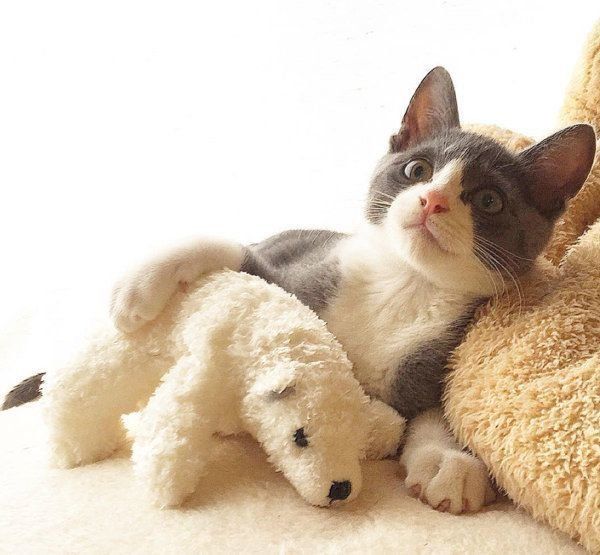 ハチワレのジェリーくん