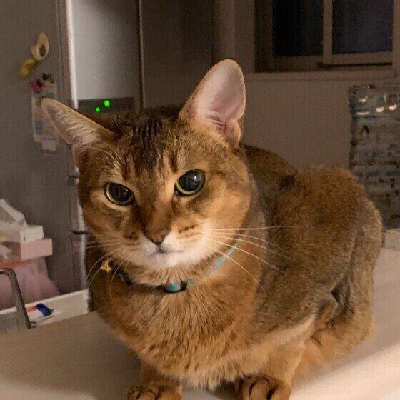 見つめるアビシニアン