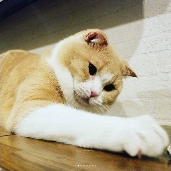 ワンコのおもちゃと戦うニャンコ