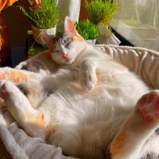 日向ぼっこをする猫