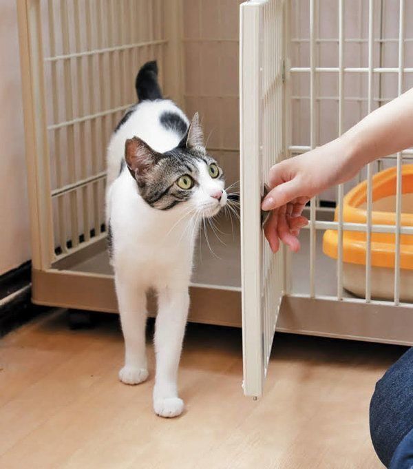 猫のケージのメリットと慣れさせ方