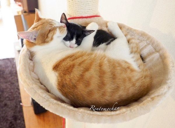 元保護猫だったレオンくんと武蔵くん