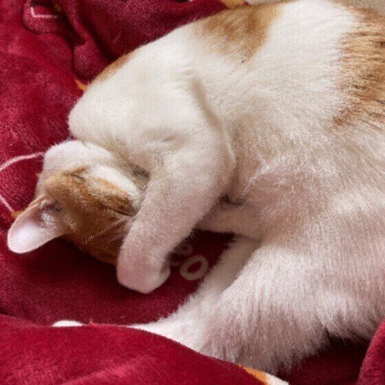 目を覆うみるくちゃん