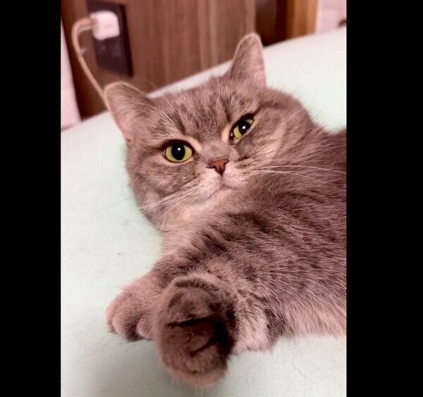 くつろぐひまりちゃん