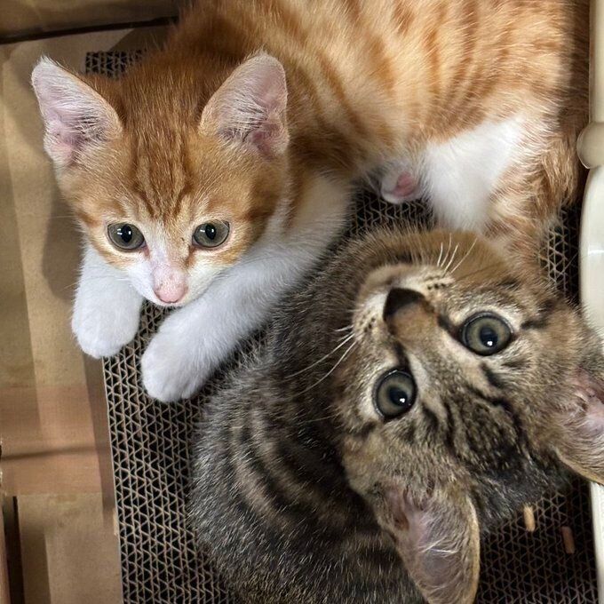 子猫時代の2匹　大きな瞳が印象的な1枚