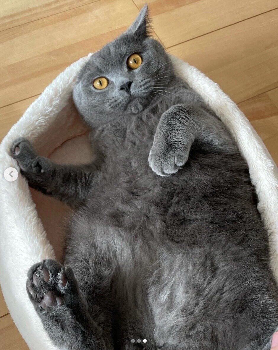 見つめるよしおくん