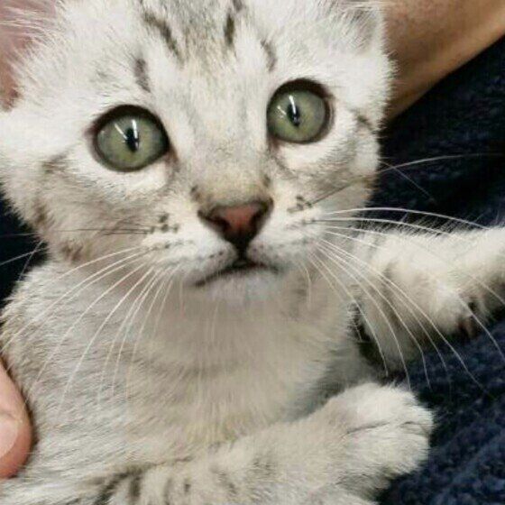 エジプシャン・マウ