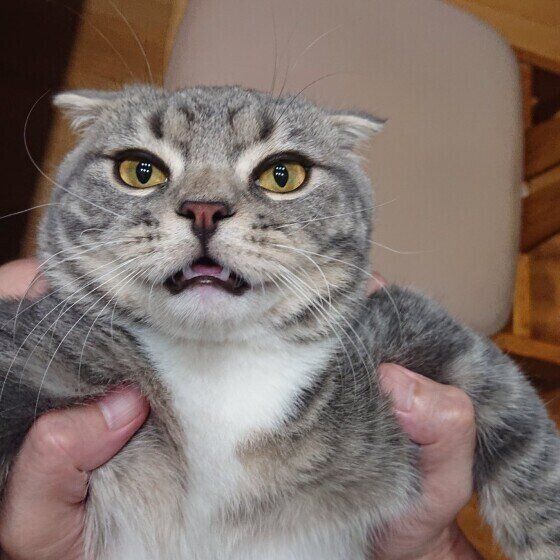 スコティッシュフォールドのはるとくん