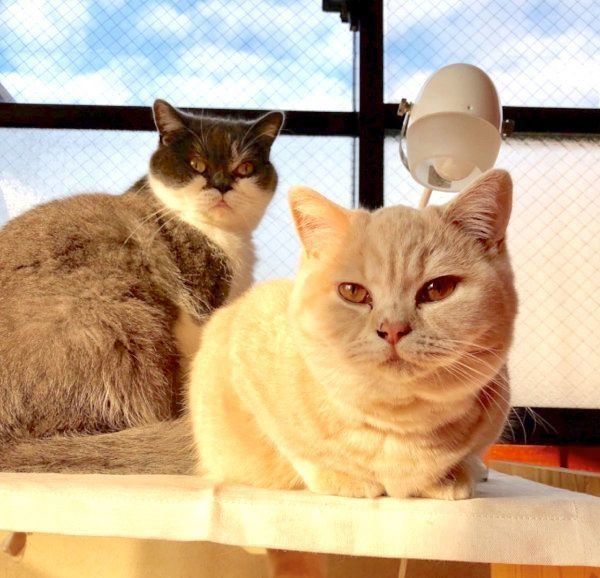 仲良しなブリティッシュショートヘア