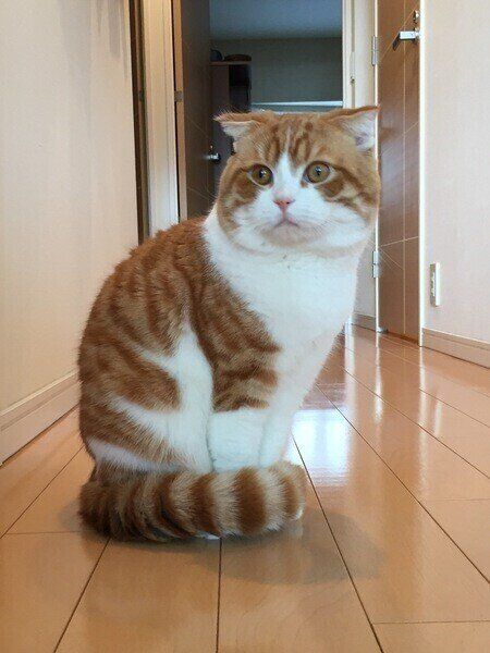 しっぽマフラー