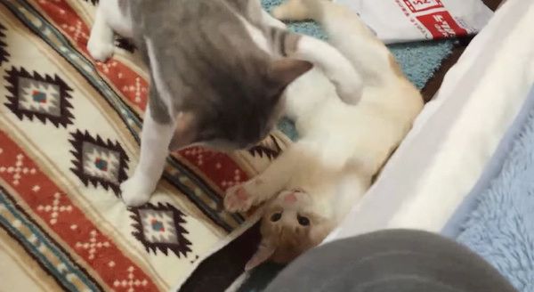 猫パンチをする猫